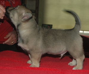 lobo
